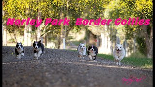 Border Collie Puppies  8 Weeks Old Norley Park Border Collies  Cute Puppies [upl. by Rosetta]