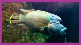 Humphead Wrasse [upl. by Airla332]