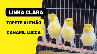 Canaril com belos CANÁRIOS da LINHA CLARA e Topete ALEMÃO😀😀😀 [upl. by Ycrem]