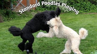 Standard Poodles Oasis and Illusion play catch me if you can [upl. by Rodmur628]