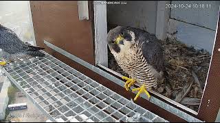 Kwidzyn Orange PLFiber on landing She returned to nest bows on landing departures202410241014 [upl. by Yoshiko]