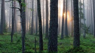 Alvás segítő zene Az ébredő tavaszi erdő hangjai [upl. by Mallina]