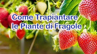 Come trapiantare le Piante di Fragole [upl. by Foss476]