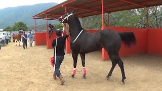 CARRERAS DE CABALLOS Futurity LA CAMELIA [upl. by Shererd403]