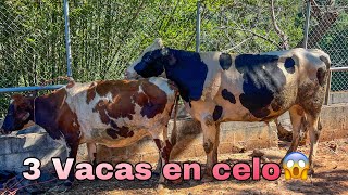 😱🐄Llevamos el toro a las vacas que andaban en celo las agarro a todas 😱🐄 [upl. by Pellet]