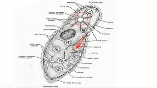 Lt05Live Paramecium Part  1  Zoology 1st Paper  BSc1st Year [upl. by Waylon]