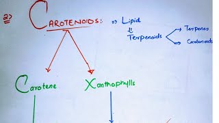 Carotenoids class 11Types of carotenoidsCarotenes and XanthophyllPhotosynthetic pigments class 11 [upl. by Enrahs]