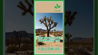 Desert Trees in Landscaping plant garden deserttrees gardening plantcommunity [upl. by Toll]