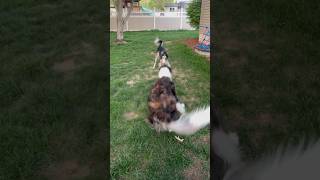 Vinny the Silken Windhound is Ambushed by a Borzoi silkenwindhound borzoi sighthound [upl. by Alinna]