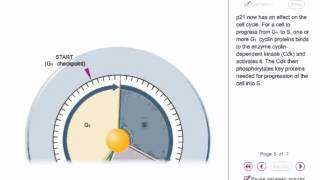 P53 animation  tumor supressor gene animation [upl. by Berman]