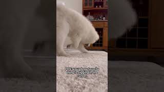 Why do Samoyeds Love Digging in Carpets [upl. by Leoline]