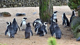 Tierisch im Aachener Tierpark UHD 12112024  Fotos [upl. by Henrique]