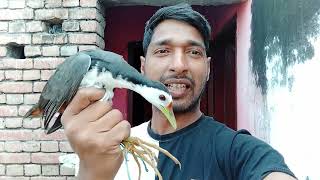 Dahuk pakhi dorar fan kinbogallinule bird trapmake bird trapbird trap of catching bird [upl. by Sedrul]