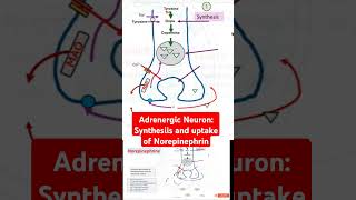 Adrenergic Neuron Synthesiis and uptake of Norepinephrin [upl. by Krall]