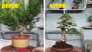 How to bend and prune great bonsai  A guide for beginners to bonsai 01 [upl. by Ecirtnahc327]