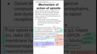 Mechanism of action of opioids [upl. by Caitrin955]