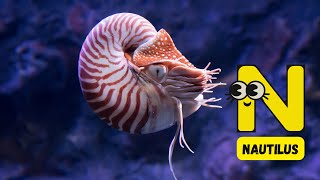 N is for Notable Animals 🐍🐟  Fun Animal Alphabet Song  Learn with UZR Learning  abcd kids [upl. by Dagley]