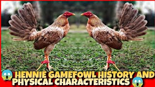 The hennie chicken history and physical characteristics [upl. by Yssirc]