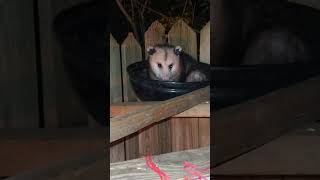 Fang opossums possum cute [upl. by Avat326]