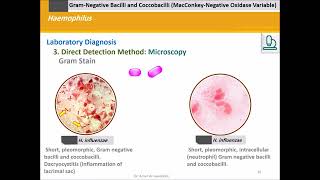 Haemophilus [upl. by Accemahs]