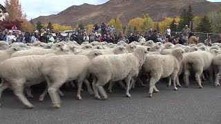 The 25th Trailing of the Sheep Festival culminates with migration through Ketchum [upl. by Nailuj478]