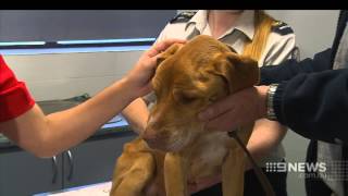 Animal Cruelty  9 News Adelaide [upl. by Curzon275]