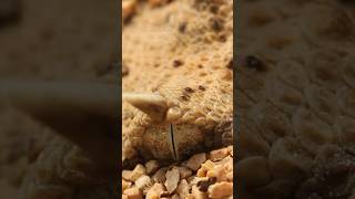 AMAZING Desert Viper BURROWS in Sand satisfying [upl. by Anasxor]