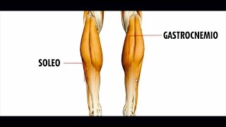 COMO ENTRENAR LAS PANTORRILLAS PARA UN MÁXIMO DESARROLLO [upl. by Swiercz819]