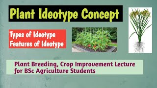 Plant Ideotype concept types of ideotype Features of ideotype [upl. by Phillip]