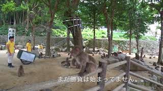 高崎山自然動物園 猿のえさやり（201807） [upl. by Purdy]