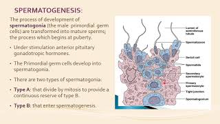 Gametogenesis [upl. by Abby]