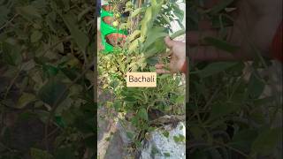 Bachali Basale Leaf [upl. by Hecker]