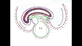 Quatrieme semaine du developpement embryonnaire [upl. by Olds]