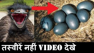 हजारो में बिकता है इस पक्षी का अंडा बसंती कमा रही लाखो Emu bird EGG price in india [upl. by Ellesig512]