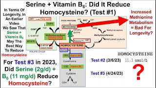 Serine  Vitamin B6 Did It Reduce Homocysteine Test 1 [upl. by Eirrok]