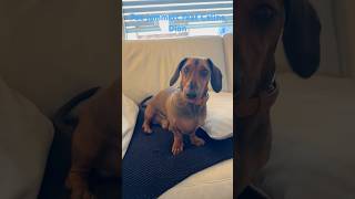 Der Jammer Song von Pac feat Celine Dion 🧊🚢 shorts pacthedog dachshund hundeliebe doglover [upl. by Quiteri]