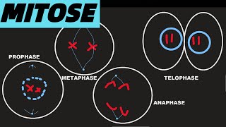 MITOSE einfach und kurze erklärt ABITUR PHASEN UND PROZESSE [upl. by Lateehs]