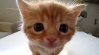 Beautiful Kitten Meowing  Hermoso Gatito Maullando Adorable Cute [upl. by Alfredo]