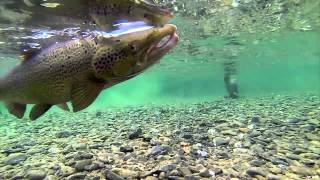 King of the River  Welcome on the Bonaventure River [upl. by Abelard865]