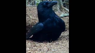 Crow why doing this like short intrestingfacts [upl. by Dagny]