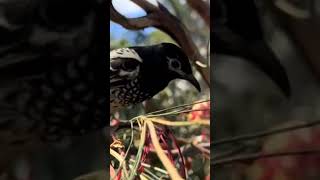 Regent Honeyeater Anthochaera phrygia [upl. by Clough]