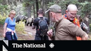 TheMoment two grizzly bears followed a group of hikers in Banff [upl. by Ricketts]