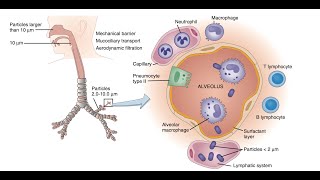 Resumen Farmacología del Sistema Respiratorio [upl. by Emirac]