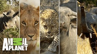 Los 5 grandes mamíferos de África  Wild Frank en África  Animal Planet [upl. by Metzgar]