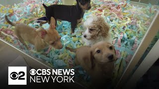 New York state banning retail sale of pets [upl. by Africah]