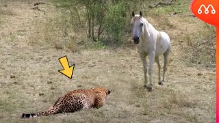 QUANDO O LEOPARDO ATACA O CAVALO [upl. by Elletsyrk288]