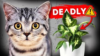 The Most Toxic Plants for Cats You Should Remove Immediately [upl. by Mcnelly]