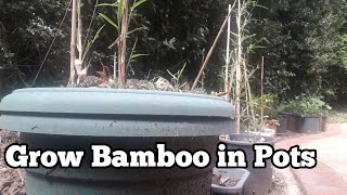 Can you grow bamboo in pots [upl. by Ahsenot664]