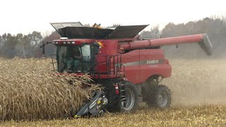 Corn Harvest 2023  Case IH 8230 AxialFlow Combine Harvesting Corn  Ontario Canada [upl. by Yecnahc]