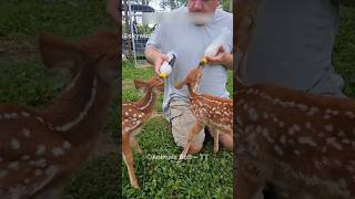 The man gave a new life to two innocent baby deer 🦌🥹 [upl. by Verena205]